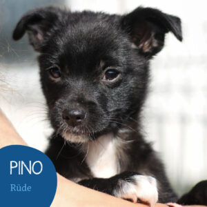 Mehr über den Artikel erfahren PINO