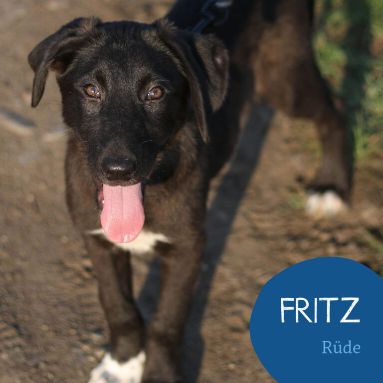 Mehr über den Artikel erfahren FRITZ