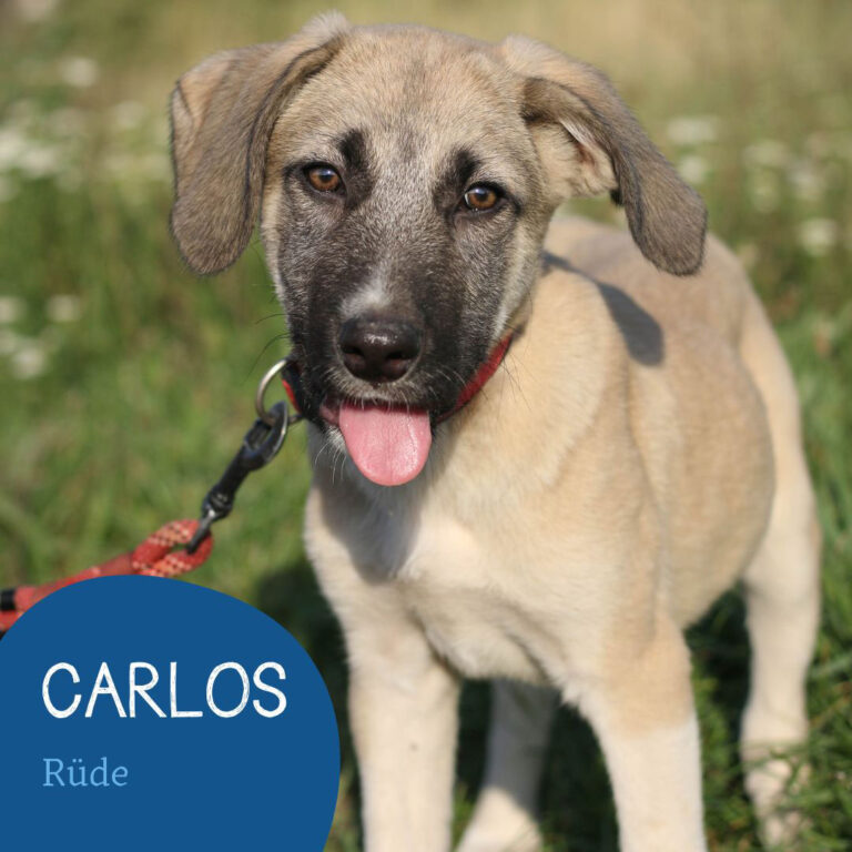 Mehr über den Artikel erfahren CARLOS