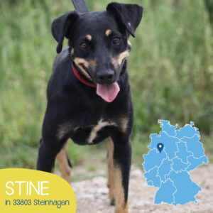 Mehr über den Artikel erfahren STINE