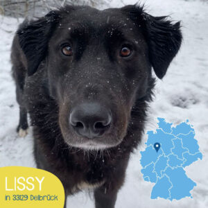 Mehr über den Artikel erfahren LISSY