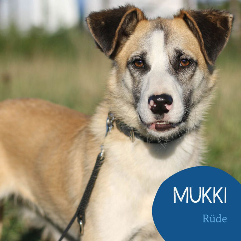 Mehr über den Artikel erfahren MUKKI