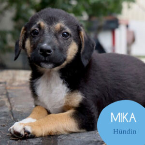 Mehr über den Artikel erfahren MIKA