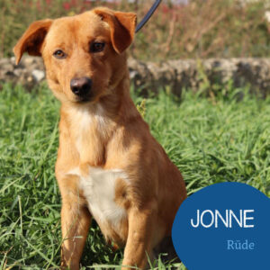 Mehr über den Artikel erfahren JONNE