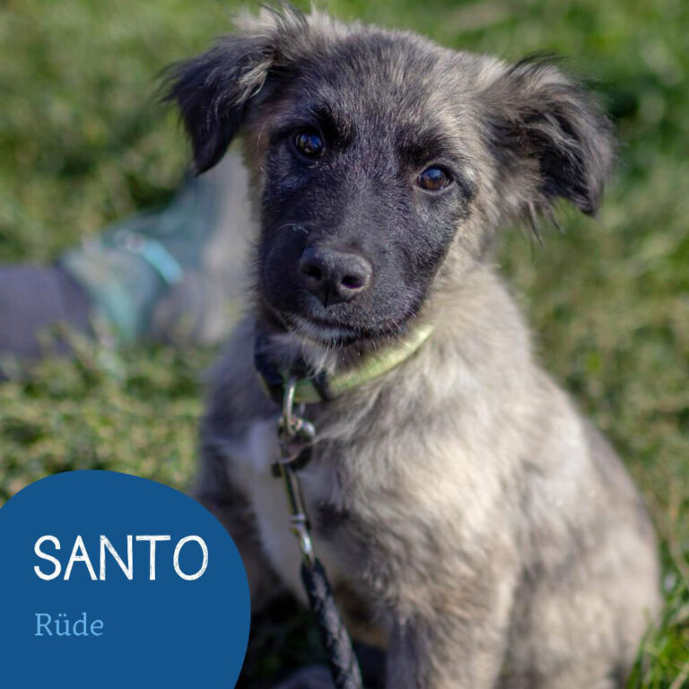 Mehr über den Artikel erfahren SANTO