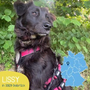 Mehr über den Artikel erfahren LISSY