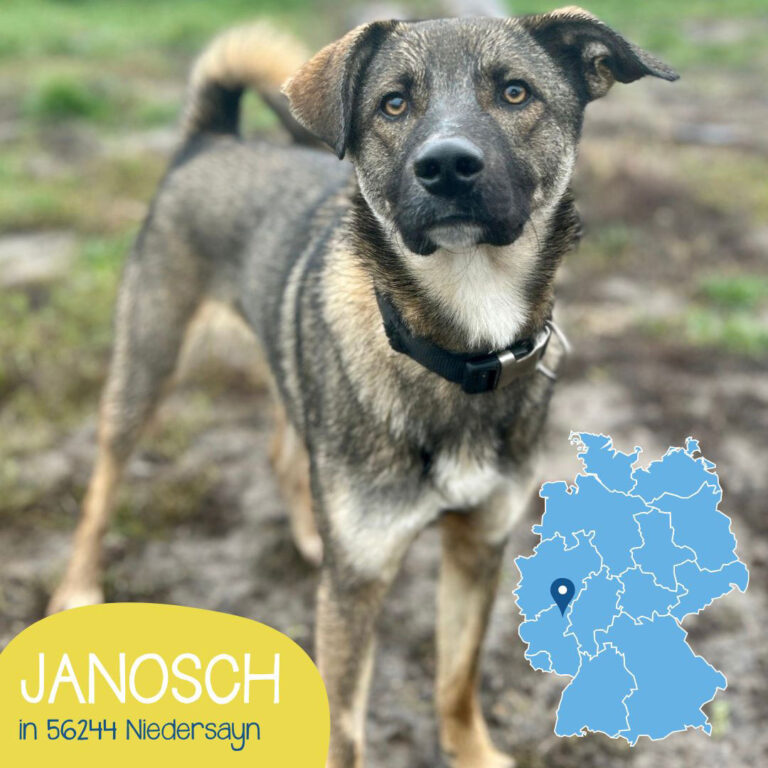 Mehr über den Artikel erfahren JANOSCH