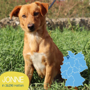 Mehr über den Artikel erfahren JONNE