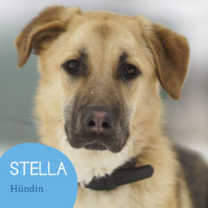 Mehr über den Artikel erfahren STELLA