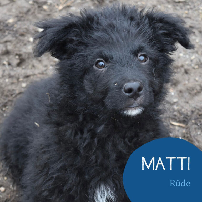 Mehr über den Artikel erfahren MATTI