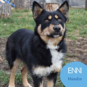 Mehr über den Artikel erfahren ENNI