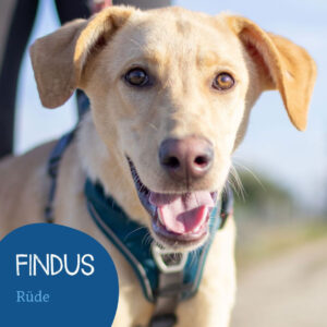 Mehr über den Artikel erfahren FINDUS