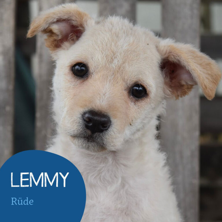 Mehr über den Artikel erfahren LEMMY