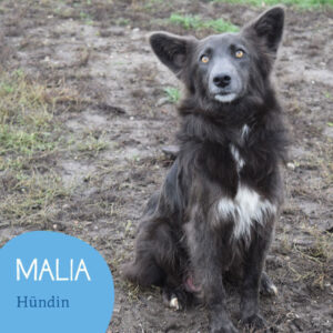 Mehr über den Artikel erfahren MALIA