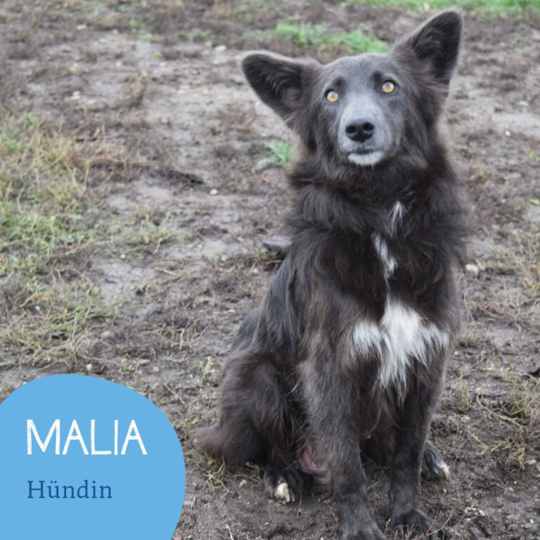 Mehr über den Artikel erfahren MALIA