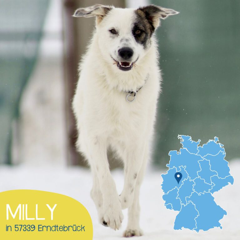 Mehr über den Artikel erfahren MILLY