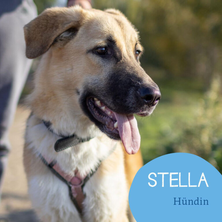 Mehr über den Artikel erfahren STELLA