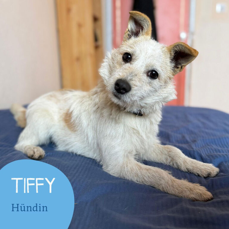 Mehr über den Artikel erfahren TIFFY