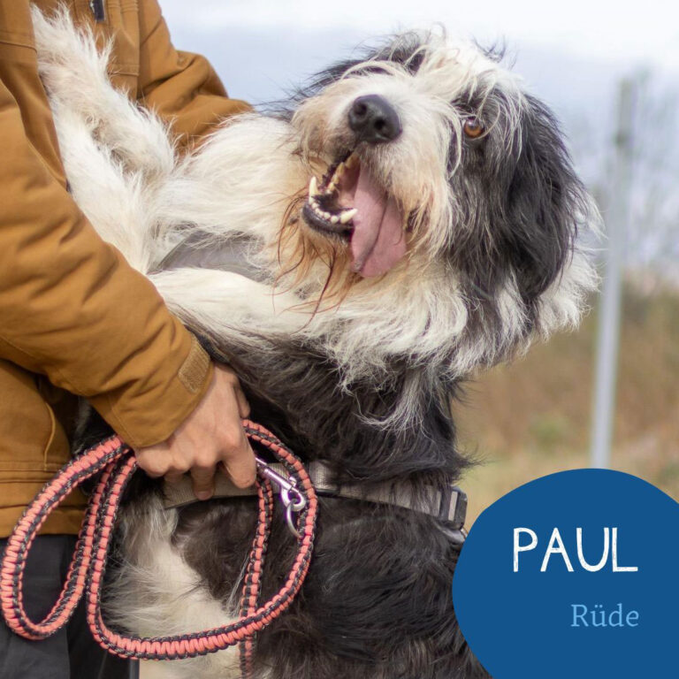 Mehr über den Artikel erfahren PAUL