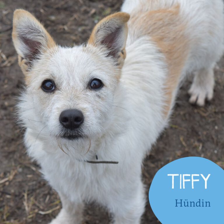 Mehr über den Artikel erfahren TIFFY