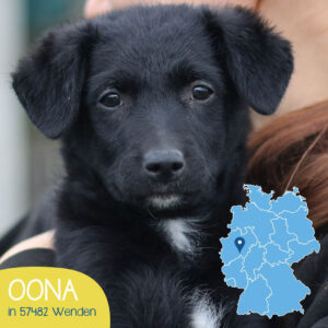 Mehr über den Artikel erfahren OONA