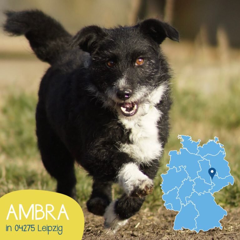 Mehr über den Artikel erfahren AMBRA