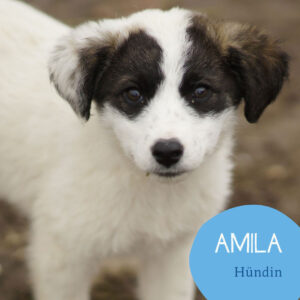 Mehr über den Artikel erfahren AMILA