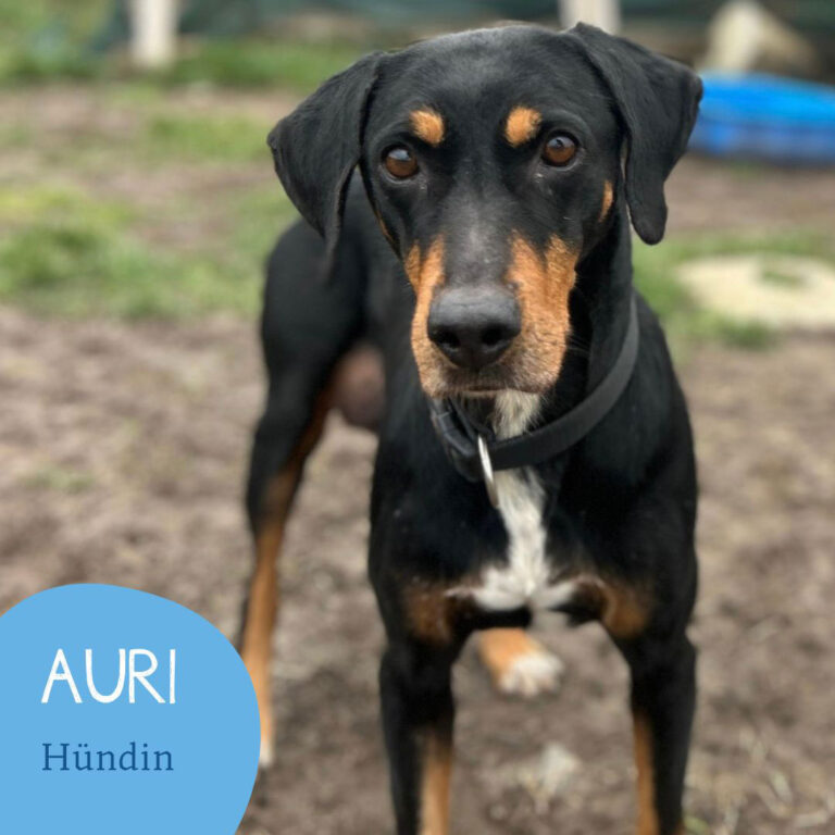 Mehr über den Artikel erfahren AURI