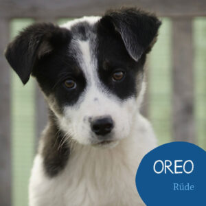 Mehr über den Artikel erfahren OREO