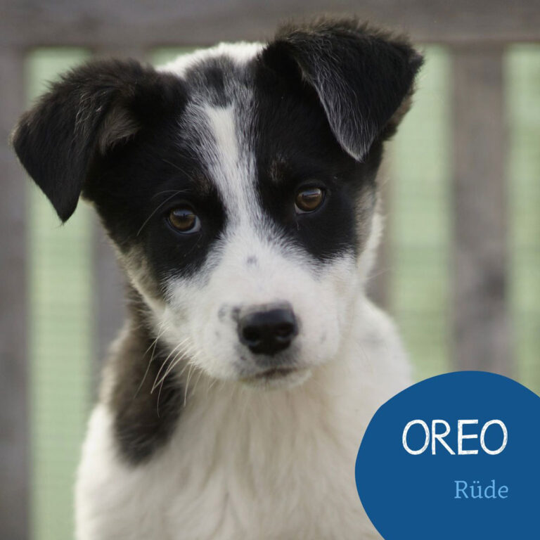 Mehr über den Artikel erfahren OREO