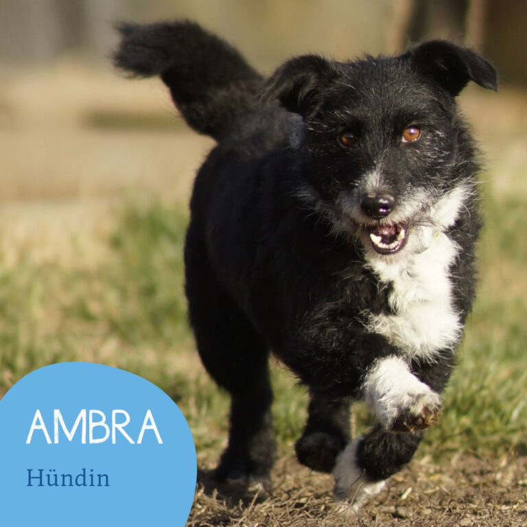 Mehr über den Artikel erfahren AMBRA