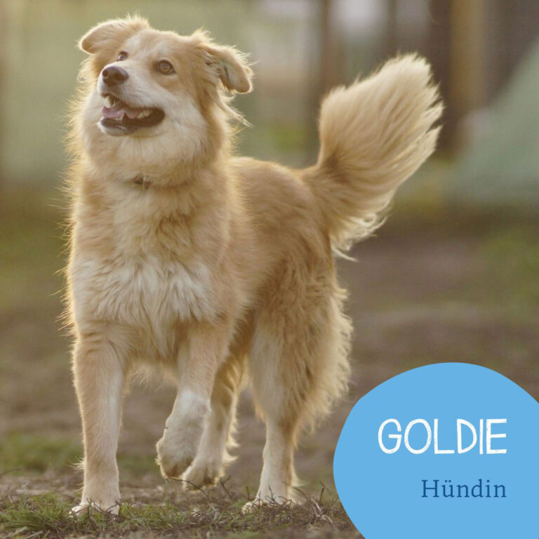 Mehr über den Artikel erfahren GOLDIE