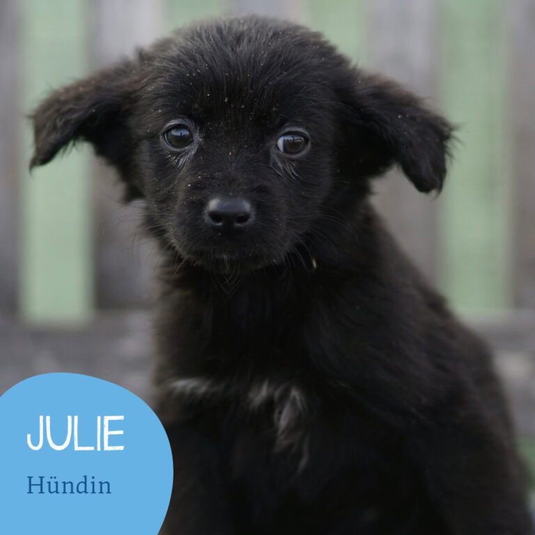 Mehr über den Artikel erfahren JULIE