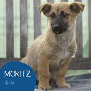 Mehr über den Artikel erfahren MORITZ