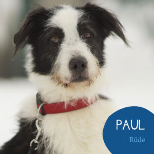 Mehr über den Artikel erfahren PAUL