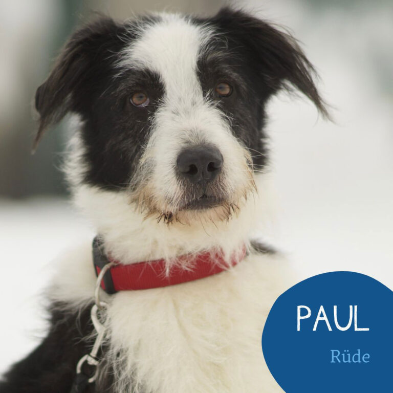 Mehr über den Artikel erfahren PAUL