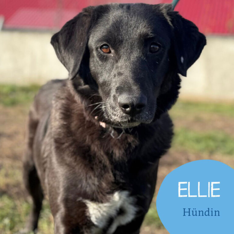 Mehr über den Artikel erfahren ELLIE