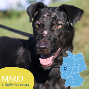 Mehr über den Artikel erfahren MARIO