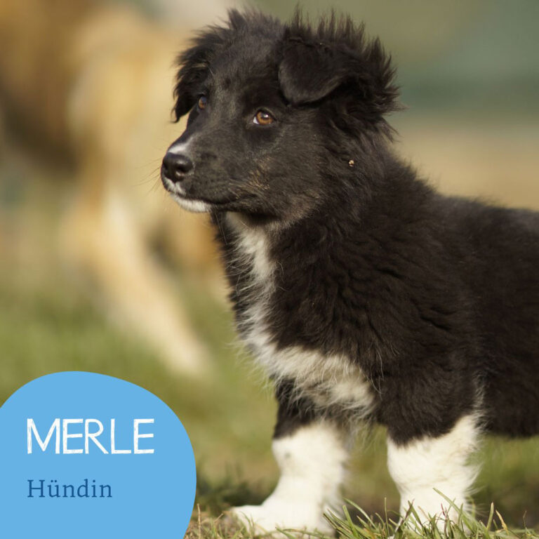 Mehr über den Artikel erfahren MERLE