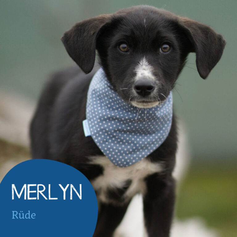 Mehr über den Artikel erfahren MERLYN