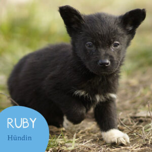 Mehr über den Artikel erfahren RUBY