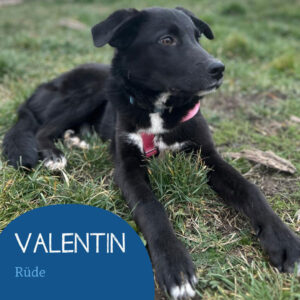 Mehr über den Artikel erfahren VALENTIN