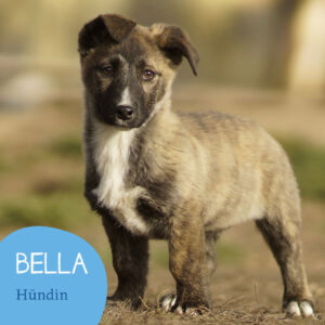 Mehr über den Artikel erfahren BELLA