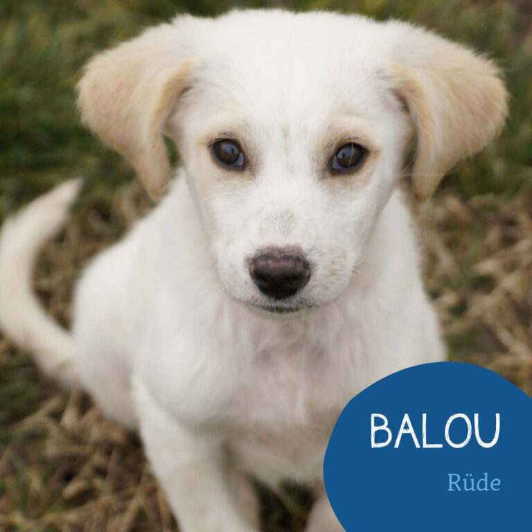 Mehr über den Artikel erfahren BALOU