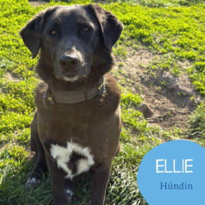 Mehr über den Artikel erfahren ELLIE