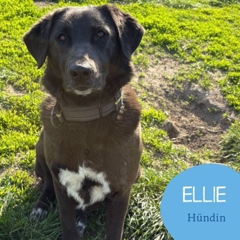 Mehr über den Artikel erfahren ELLIE