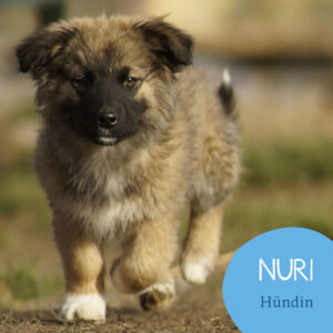 Mehr über den Artikel erfahren NURI