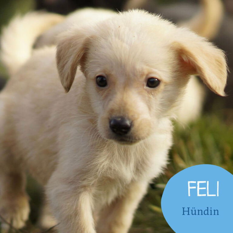 Mehr über den Artikel erfahren FELI