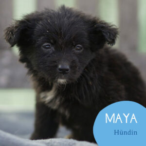 Mehr über den Artikel erfahren MAYA