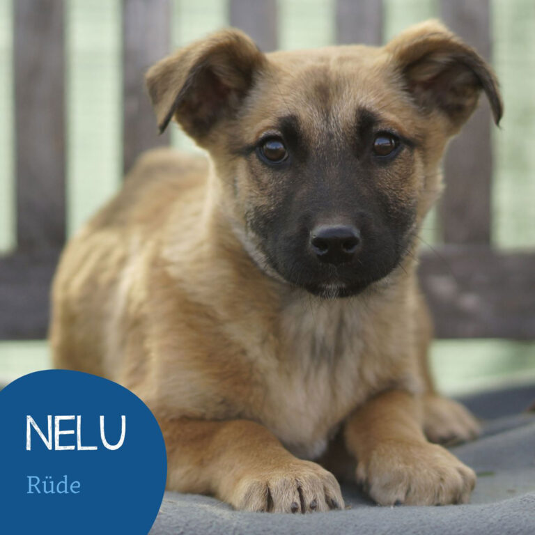 Mehr über den Artikel erfahren NELU